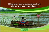 Steps to successful rice production