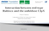 Interaction between red-type  Rubisco and the unfoldase ClpX