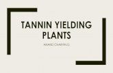 Tannin yielding plants