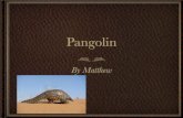 Pangolin Matthew