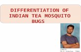 DIFFERENTIATION OF TEA MOSQUITO BUGS SSNAIK TNAU