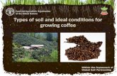 Types of soil and ideal conditions for growing coffee