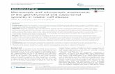 Macroscopic and microscopic assessments of the glenohumeral and ...