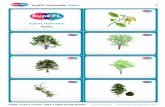 SupEFL  flashcards: plants