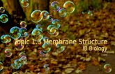 DP Bio Topic 1.3  Membrane Structure
