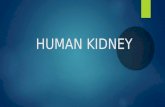 Human kidney,structure and functions of kidney