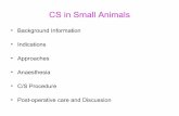 Cs small animals