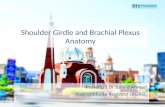 Shoulder girdle and brachial plexus anatomy