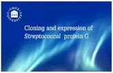 Cloning and Expression of recombinant Protein