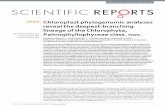 Chloroplast phylogenomic analyses reveal the deepest-branching ...
