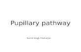 Pupillary pathway