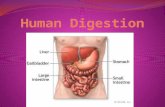 Chapter 14 - The Digestive System