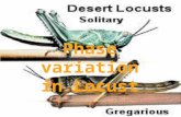 Phase variation in locust