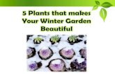 5 plants that makes your winter garden beautiful