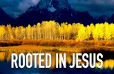 Why We Need to Be Rooted in Jesus