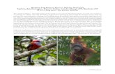 Birding Trip Report: Borneo (Sabah, Malaysia)