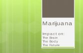 Marijuana's effect on the body and brain
