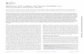 Replication Fork Collapse and Genome Instability in a ...