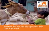 Transform the lives of working animals with a gift in your Will