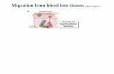 Migration from blood into tissues (Abbas Chapter 3)