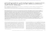 p53-Dependent and independent expression of p21 during cell ...