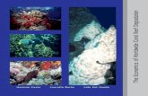 The Economics of Worldwide Coral Reef Degradation