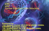 DNA and Forces stabilizes dna structure