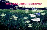 The beautiful buterfly