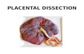 placental dissection
