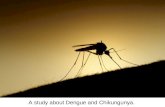 Dengue and chikungunya