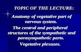 Vegetative nervous system