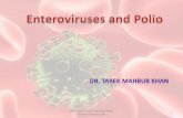 Enteroviruses and polio