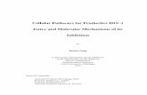 Cellular Pathways for Productive HIV-1 Entry and Molecular ...