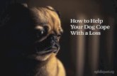 How to Help Your Dog Cope With a Loss