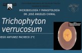 Trichophyton verrucosum