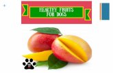 15 Fruits That You Can Give To Your Dog