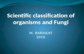 Scientific classification of organisms