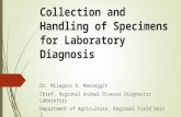 Collection and Handling of Specimens for Laboratory Diagnosis