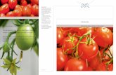 Total tomato.pdf 2016-10-25 3048 kB