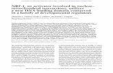 NRF-1, an activator involved in nuclear- mitochondrial interactions ...