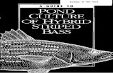 A guide to pond culture of hybrid striped bass