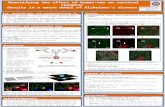 Poster - determining the effects of tau on synaptic density in a mouse model of Alzheimer's disease