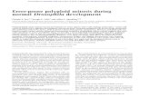 Error-prone polyploid mitosis during normal Drosophila development