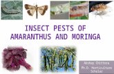 Insect pests of amaranthus and moringa