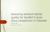 Assessing wetland habitat quality for Sandhill Cranes (