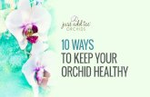 10 Ways to Keep Your Orchid Healthy
