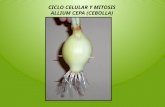 Ciclo Celular y Mitosis (Allium cepa)