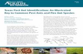 Texas Pest Ant Identification: An Illustrated Key to Common Pest ...