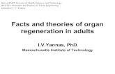 Facts and theories of organ regeneration in adults