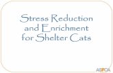 Stress Reduction and Enrichment for Shelter Cats